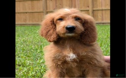 Irish Doodle dogs for sale: Vivi - Image 3