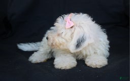 Bichpoo dogs for sale: Bichpoo 5 puppies - Image 19