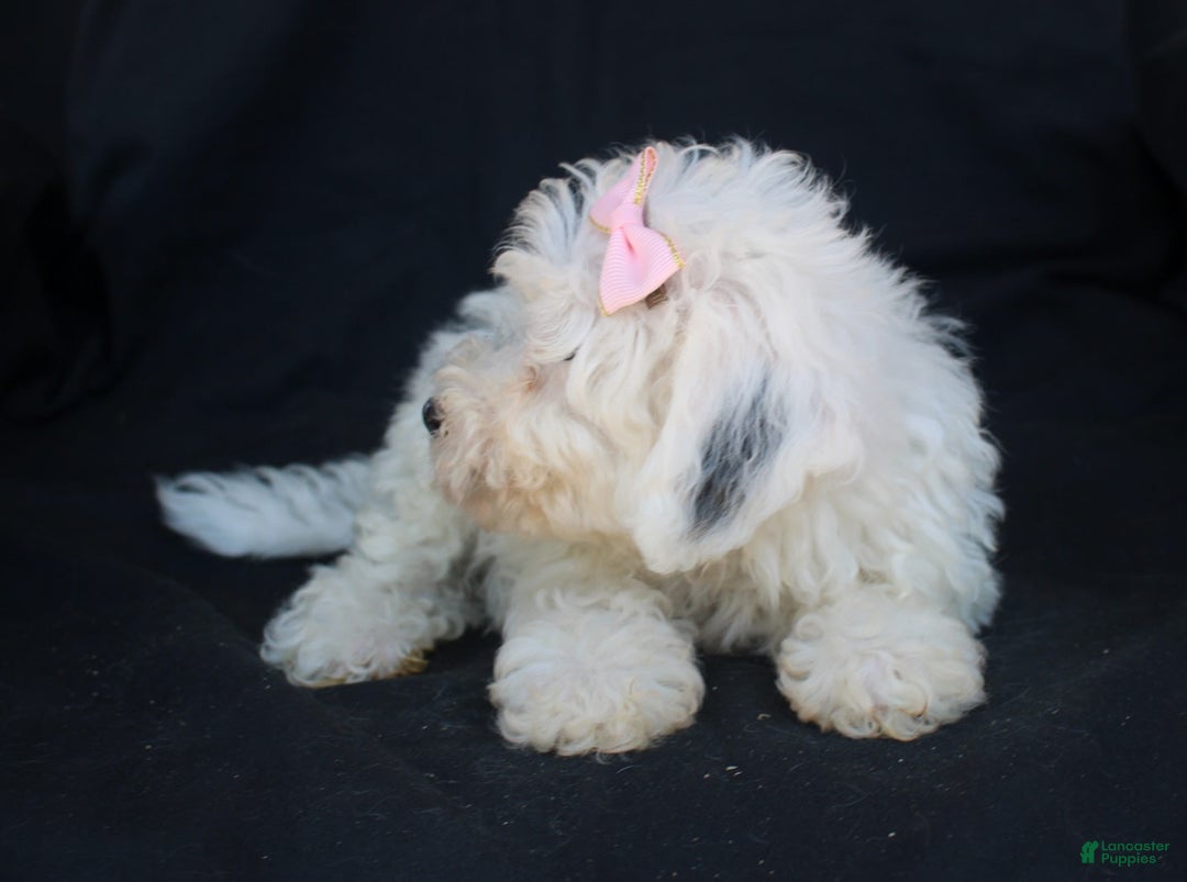 Bichpoo dogs for sale: Bichpoo 5 puppies - Image 19