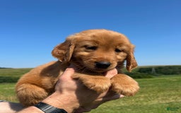 Golden Retriever dogs for sale: Fin - Image 2
