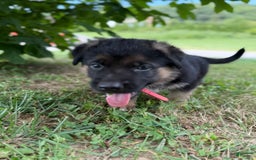 German Shepherd dogs for sale: Red - Image 1