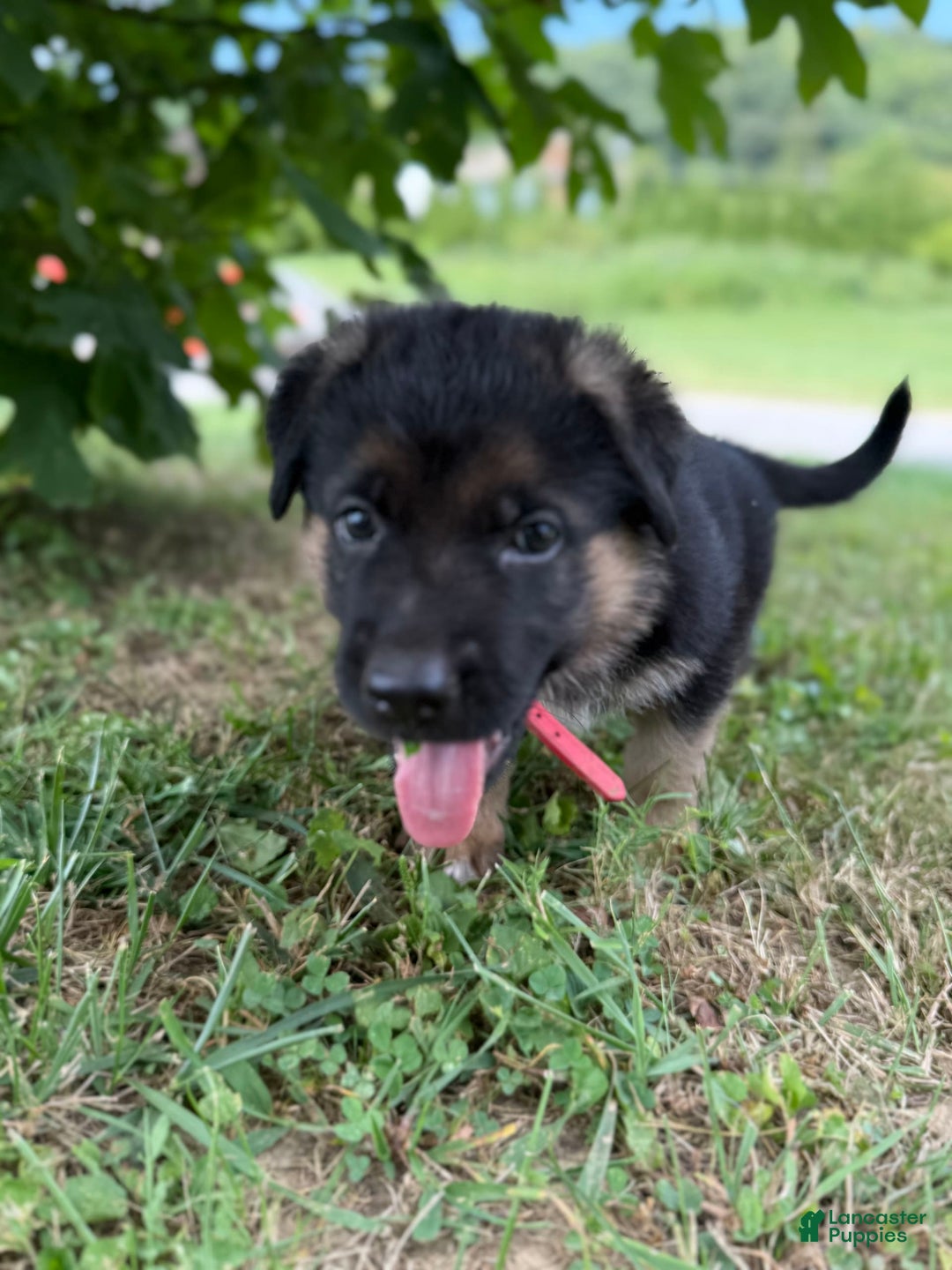 German Shepherd dogs for sale: Red - Image 1