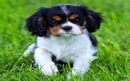 Cavalier King Charles Spaniel dogs for sale: Bailey - Image 3