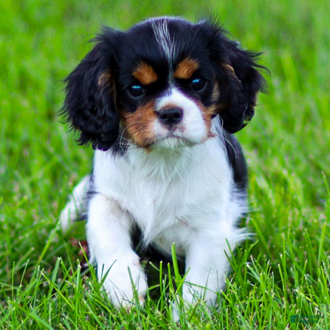 Cavalier King Charles Spaniel dogs for sale: Bailey - Image 3
