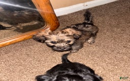 Miniature Schnauzer dogs for sale: Bear - Image 3