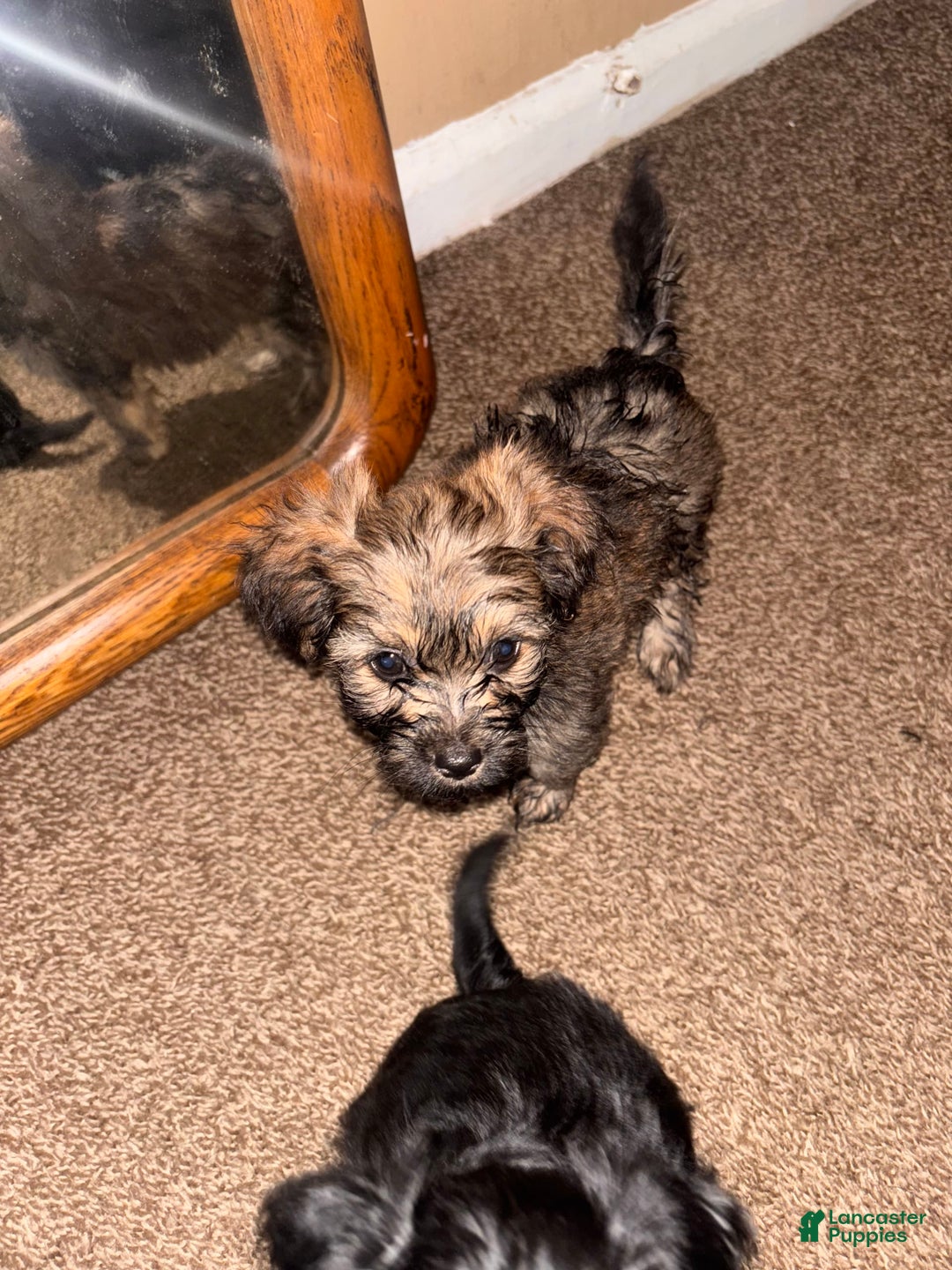 Miniature Schnauzer dogs for sale: Bear - Image 3