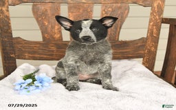 Australian Cattle Dog dogs for sale: Marlene - Image 3