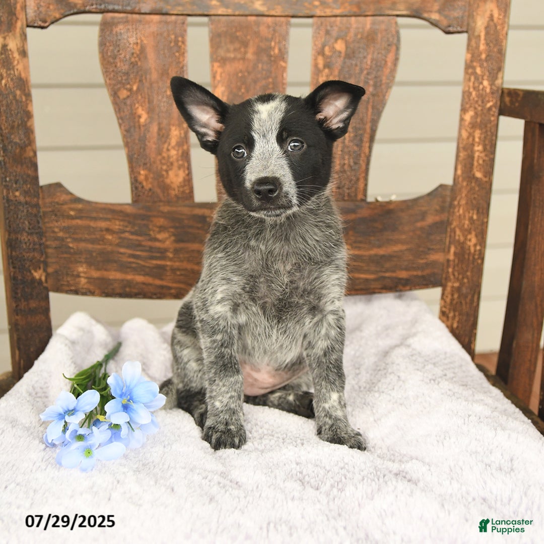 Australian Cattle Dog dogs for sale: Marlene - Image 3