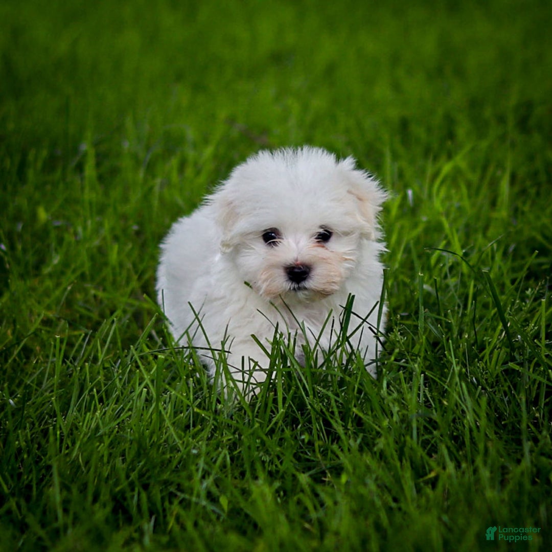 Maltese dogs for sale: Sterling - Image 16