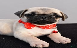 Pug dogs for sale: Tinker - Image 8