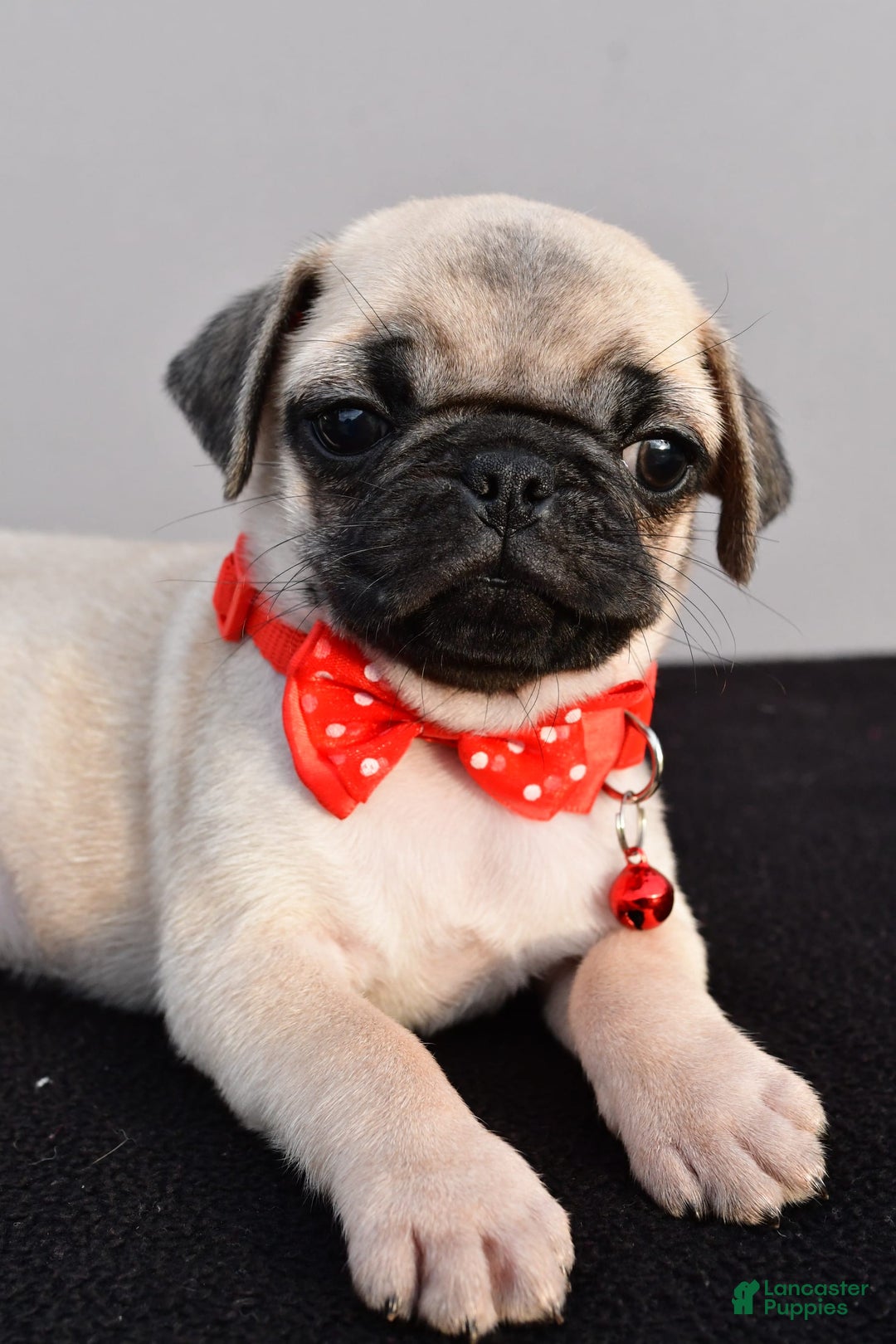 Pug dogs for sale: Tinker - Image 8