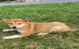 Shiba Inu dogs for sale: Iris - Image 3