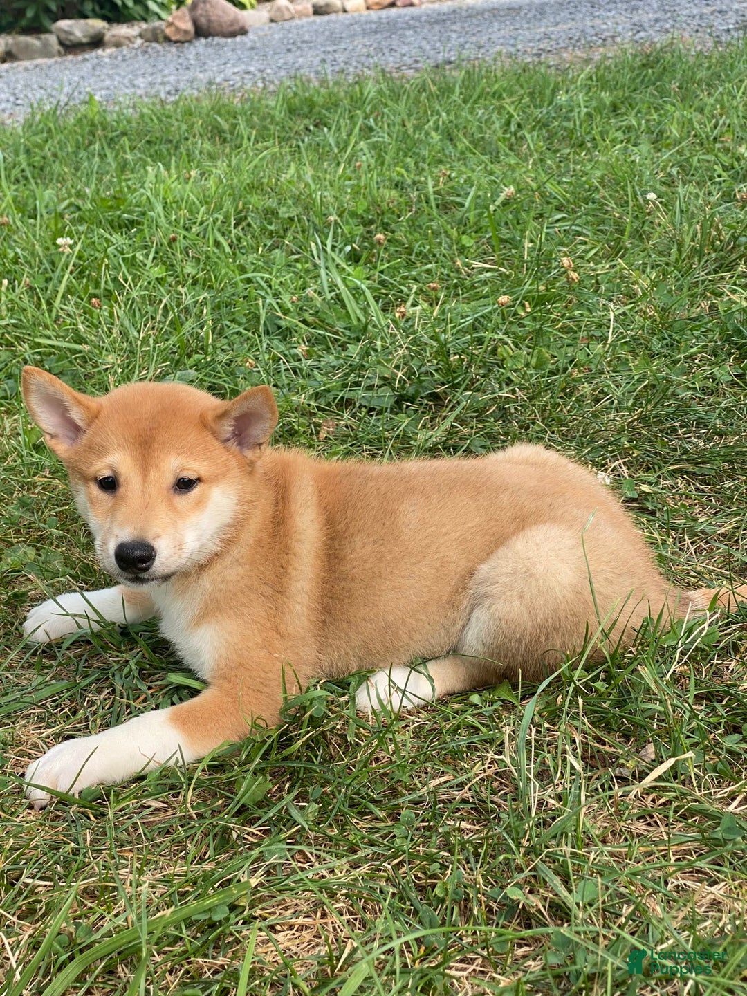 Shiba Inu dogs for sale: Iris - Image 3