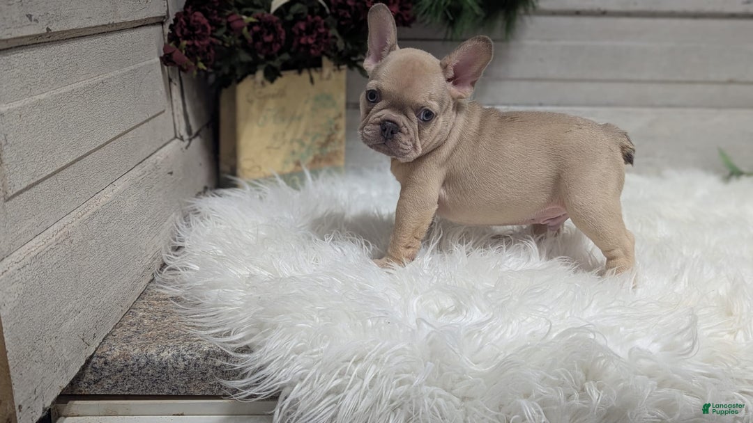 French Bulldog dogs for sale: Lindy - Image 1