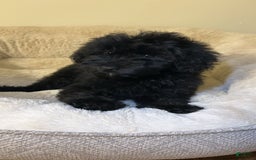 Yorkiepoo dogs for sale: Simba - Image 4