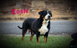 Greater Swiss Mountain Dog dogs for sale: Buttercup - Image 11