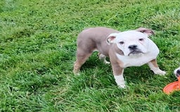 Boston Terrier dogs for sale: Porky - Image 1