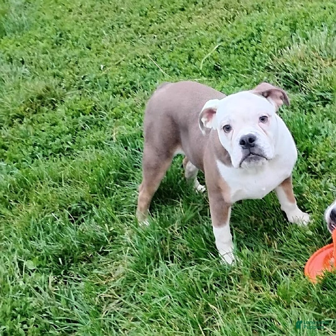 Boston Terrier dogs for sale: Porky - Image 1