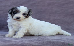 Goldendoodle dogs for sale: Oakland - Image 3