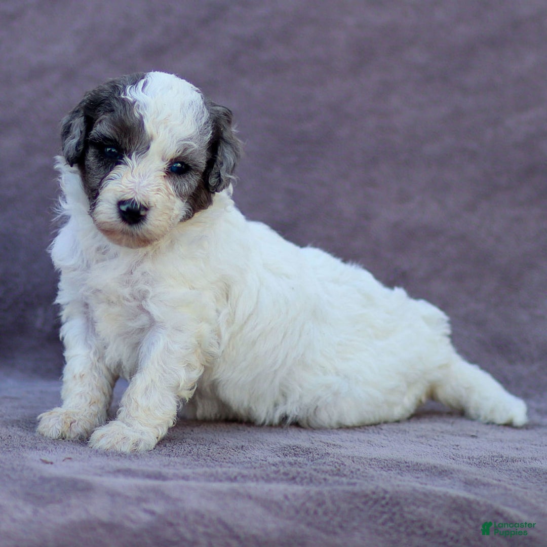 Goldendoodle dogs for sale: Oakland - Image 3
