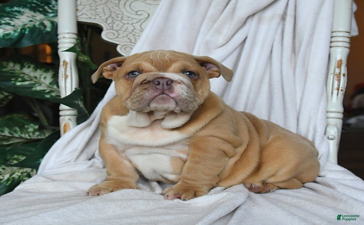 English Bulldog dogs for sale - Ad 3