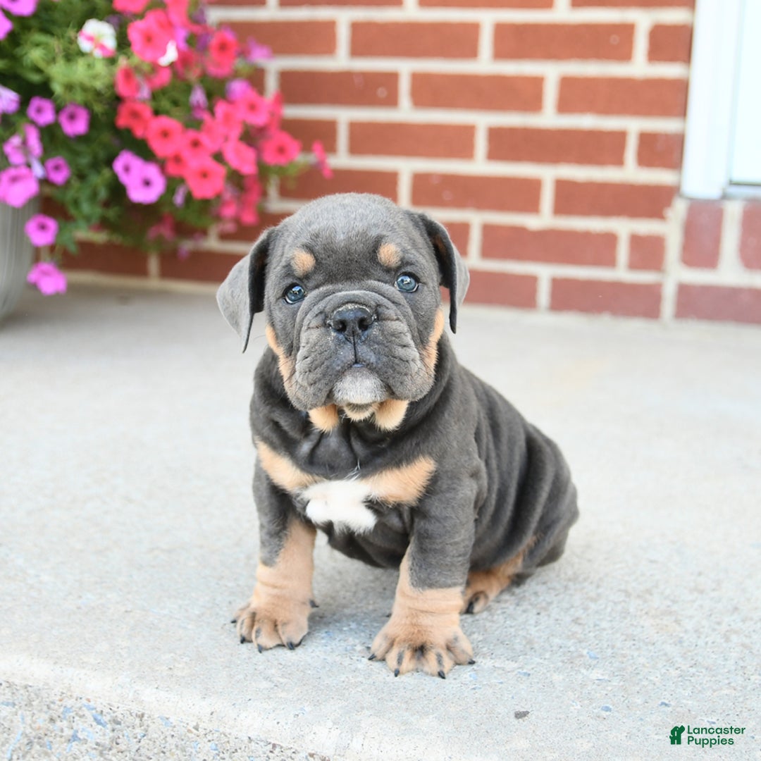 Olde English Bulldogge dogs for sale: Cookie - Image 2