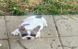 French Bulldog dogs for sale: Rebel - Image 2