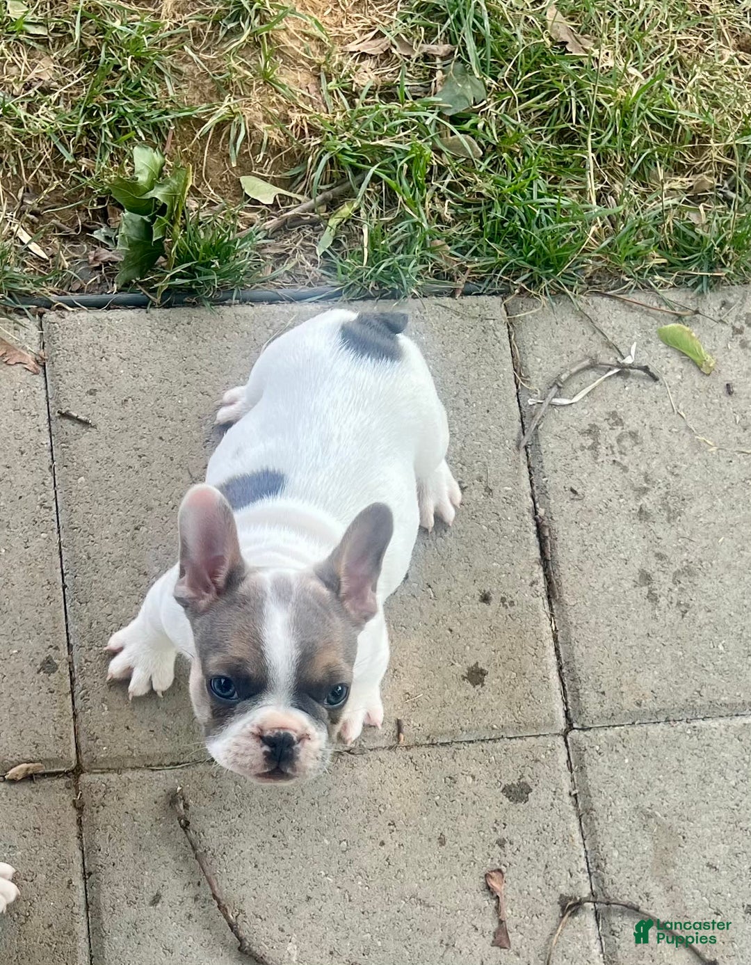 French Bulldog dogs for sale: Rebel - Image 2