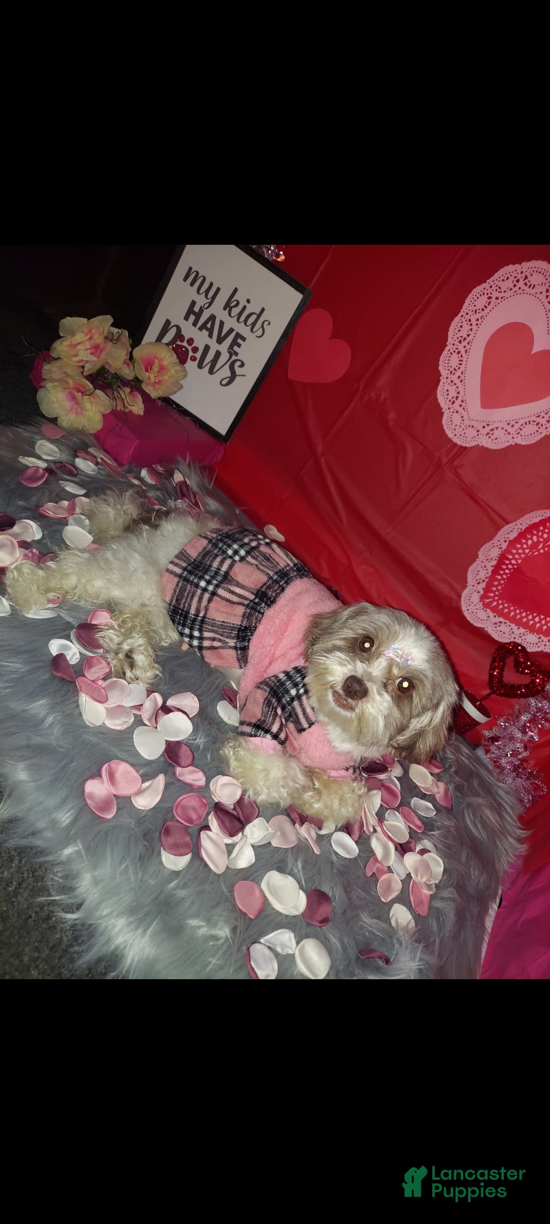 Malshi dogs for sale: Baby - Image 5