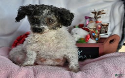 Toy Poodle dogs for sale: Thelma Ruth - Image 4