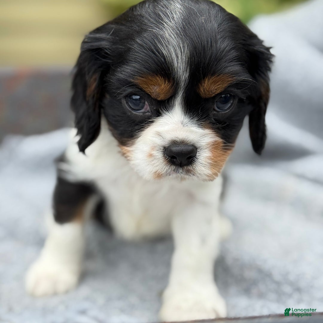 Cavalier King Charles Spaniel dogs for sale: Cody - Image 6