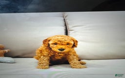 Mini Goldendoodle dogs for sale: Carter - Image 7