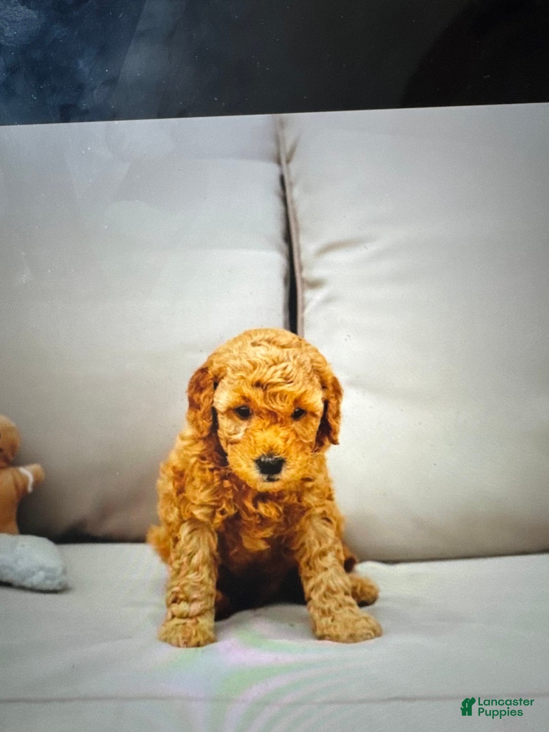 Mini Goldendoodle dogs for sale: Carter - Image 7