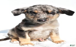 German Shepherd dogs for sale: Prescott - Image 7