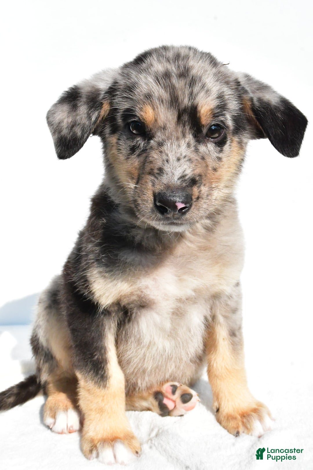 German Shepherd dogs for sale: Prescott - Image 7