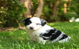 Australian Shepherd dogs for sale: Kimber - Image 3