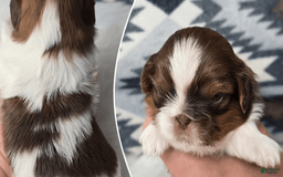 Shih Tzu dogs for sale: Amy - Image 1