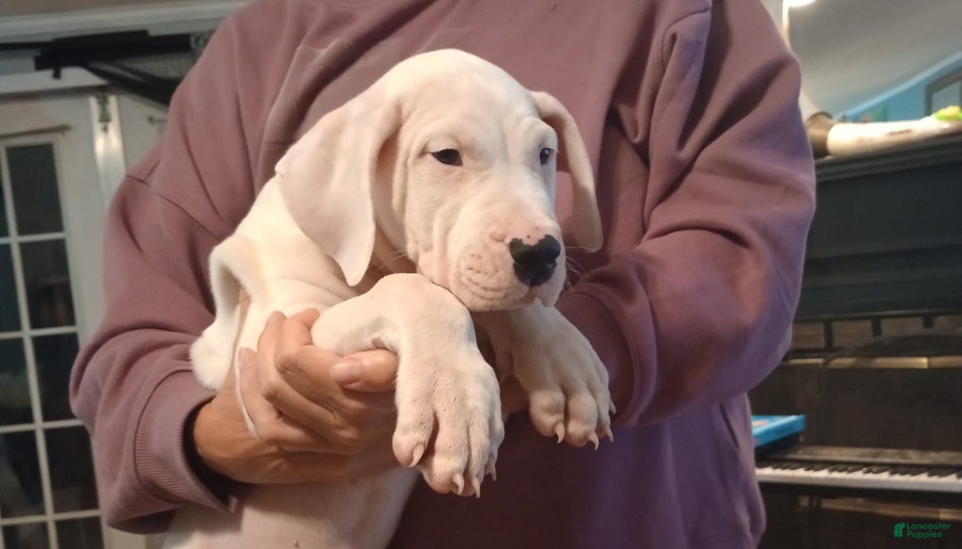Dogo Argentino dogs for sale: Vampiras Vengeance - Image 2