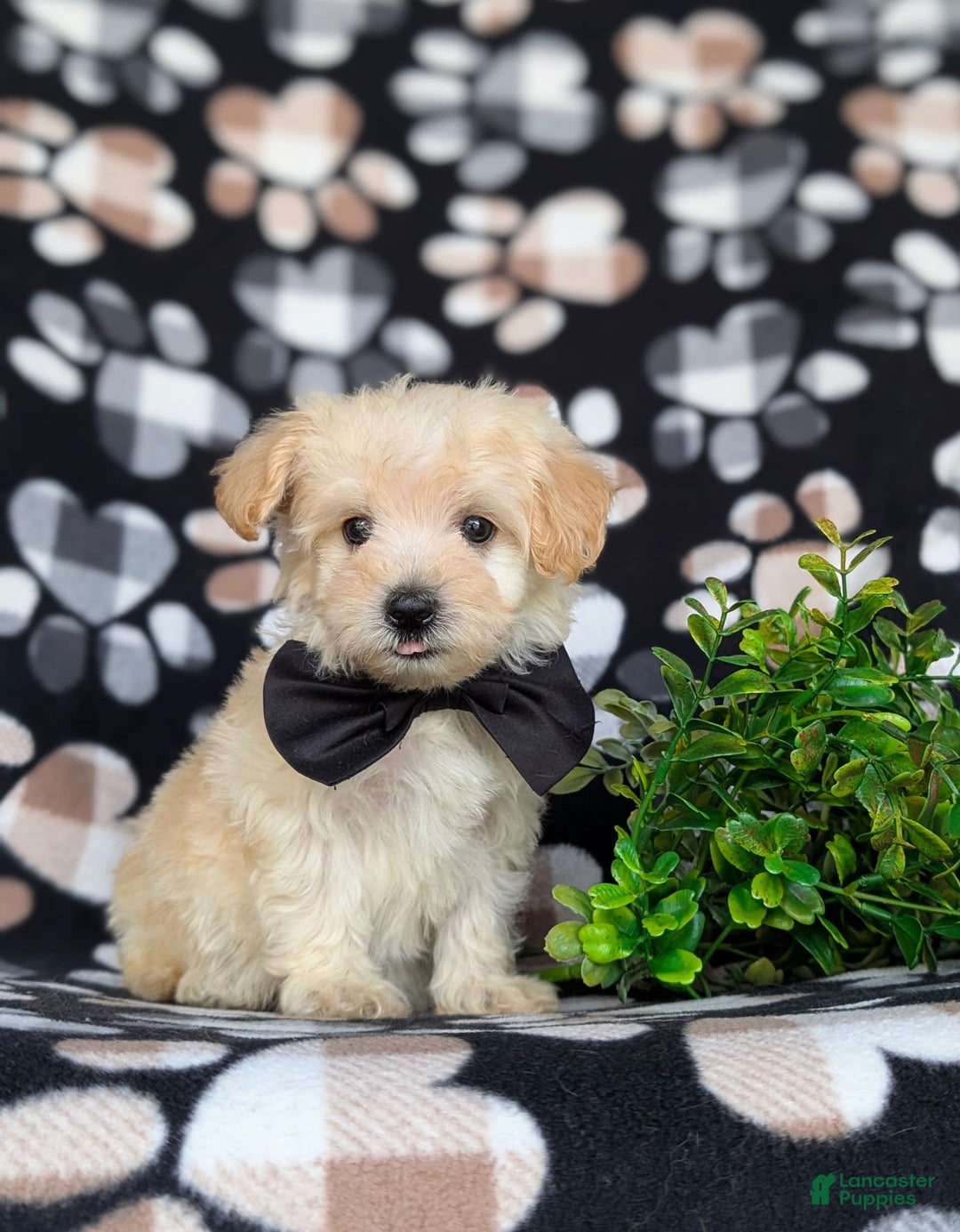 Maltipoo dogs for sale: Jules 7 Lbs Full Grown - Image 4
