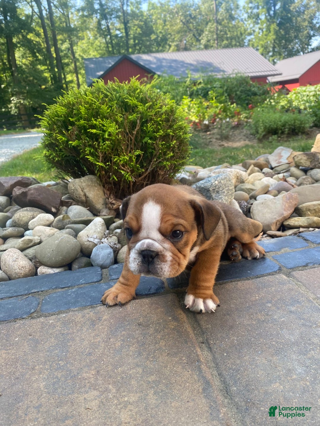 English Bulldog dogs for sale: Duke - Image 10