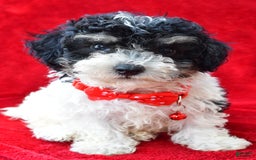 Miniature Poodle dogs for sale: Nicholas - Image 3