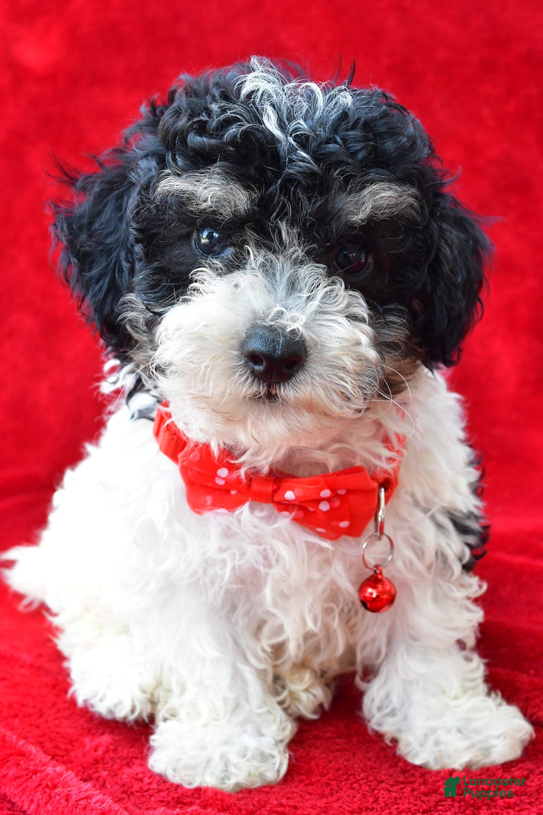 Miniature Poodle dogs for sale: Nicholas - Image 3