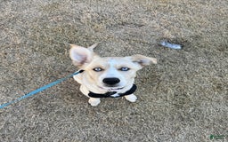 Goberian dogs for sale: Nova - Image 9