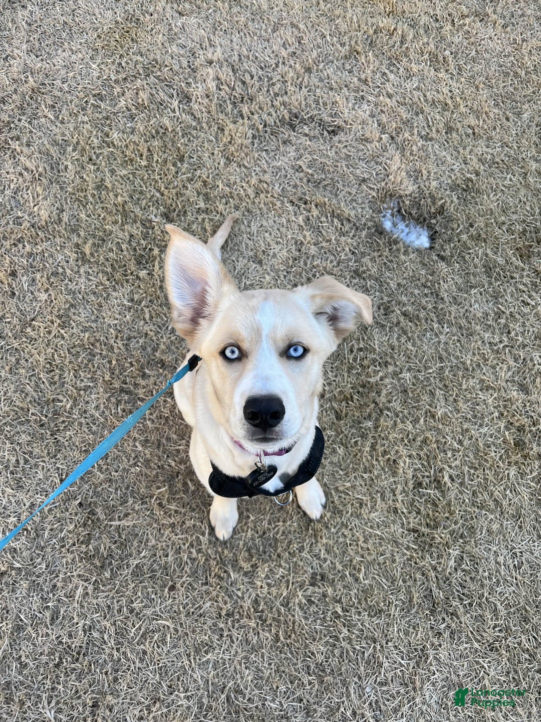 Goberian dogs for sale: Nova - Image 9