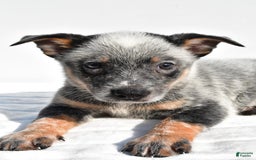 Australian Cattle Dog dogs for sale: Blue Boy - Image 2
