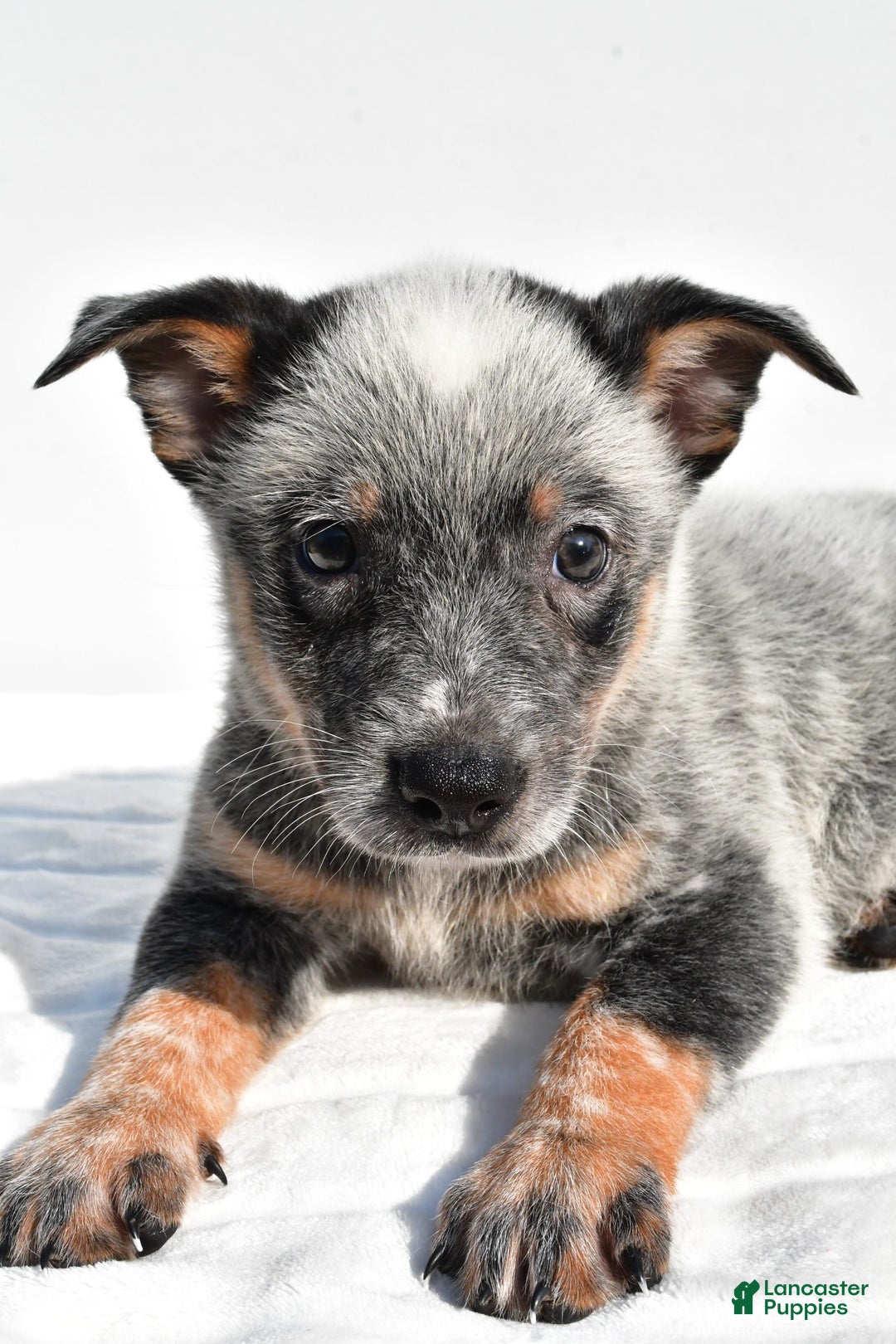 Australian Cattle Dog dogs for sale: Blue Boy - Image 2