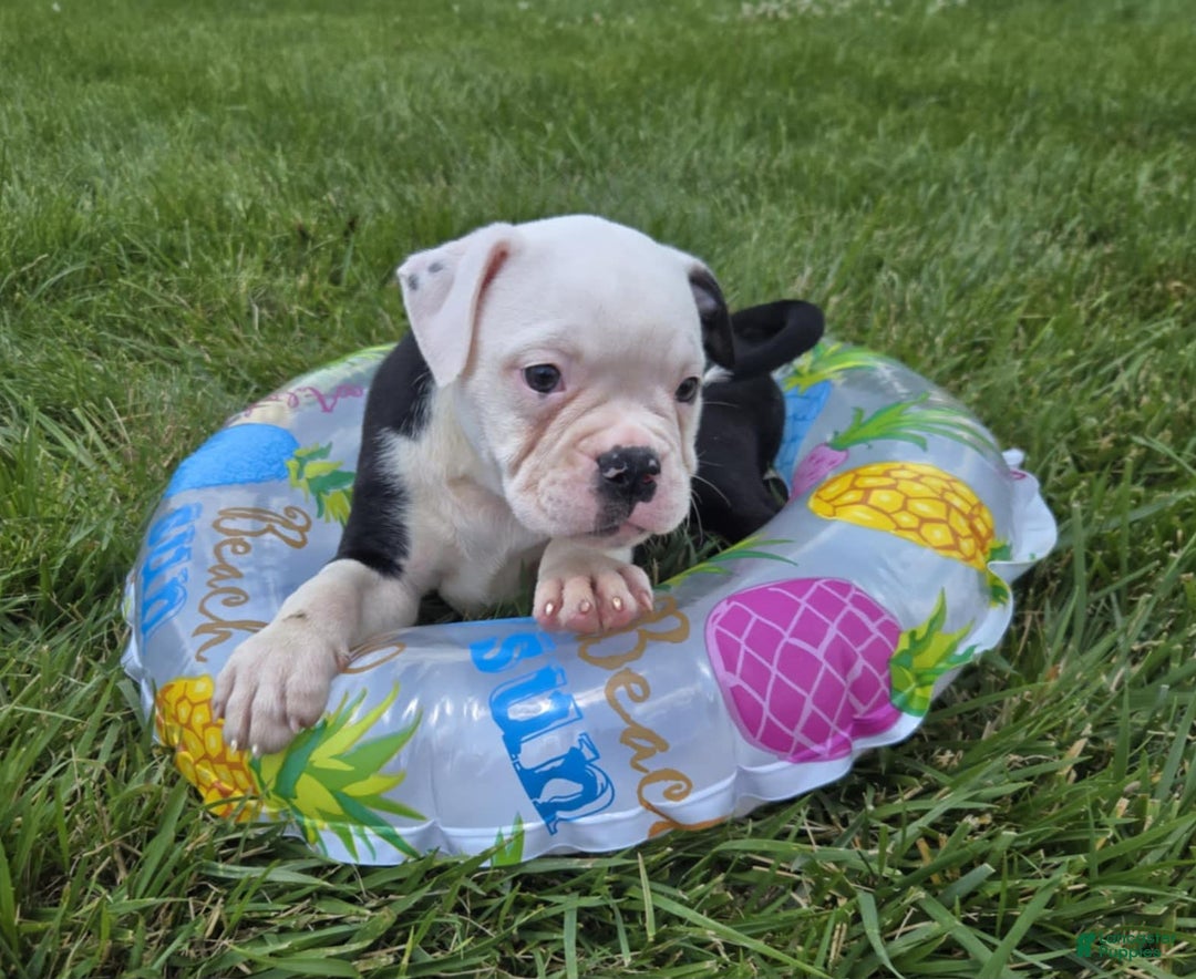 Olde English Bulldogge dogs for sale: Roger - Image 2