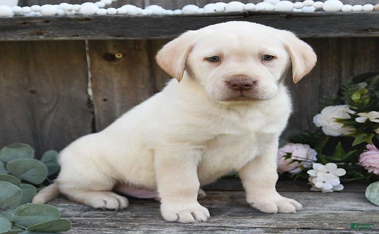 Labrador Retriever dogs for sale - Ad 1