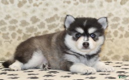 Pomsky dogs for sale: Chip - Image 3