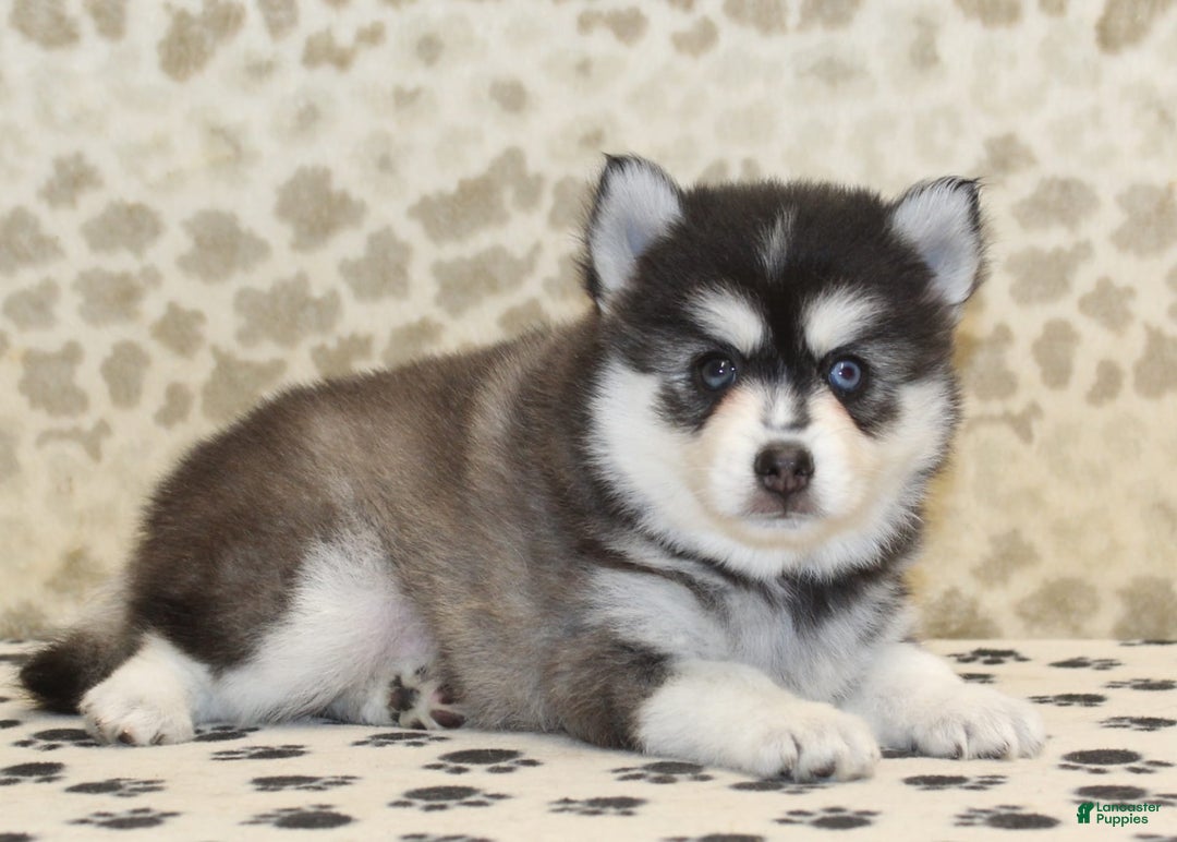Pomsky dogs for sale: Chip - Image 3